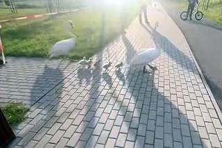 Policjanci z Piekar Śląskich pomogli łabędziej rodzinie