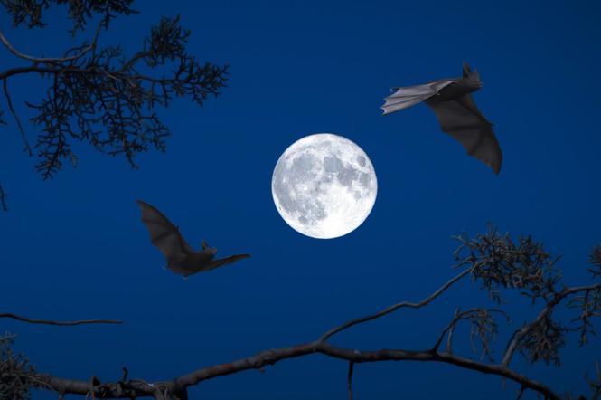 Międzynarodowa Noc Nietoperzy - wybierz się się na spacer za głosem nietoperzy!