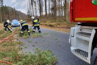 Szkody po Orkanie Eunice. Zrywało dachy, wyrywało grube drzewa, brakowało prądu