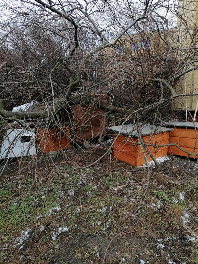 Domki dla bezdomnych kotów na Bródnie