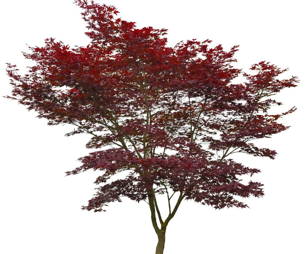 Klon palmowy 'Atropurpureum'