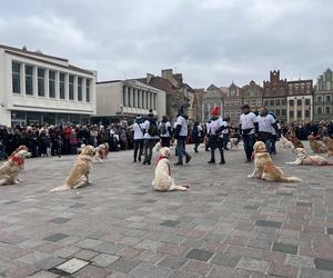 Golden Retriever WOŚP 2024 w Poznaniu. Psiaki też zbierają na dzieciaki. Kwesta na WOŚP i pokazy Golden Retrieverów 