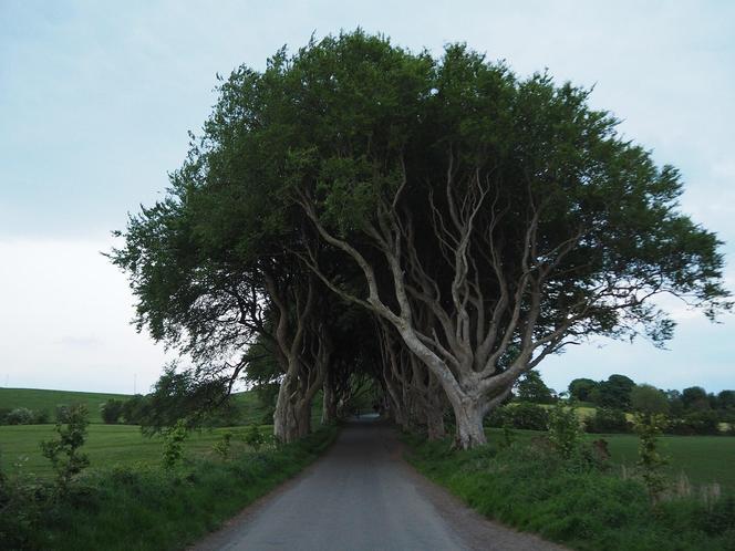 The Dark Hedges w Irlandii Północnej 