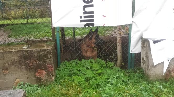 Schronisko dla Zwierząt w Olsztynie