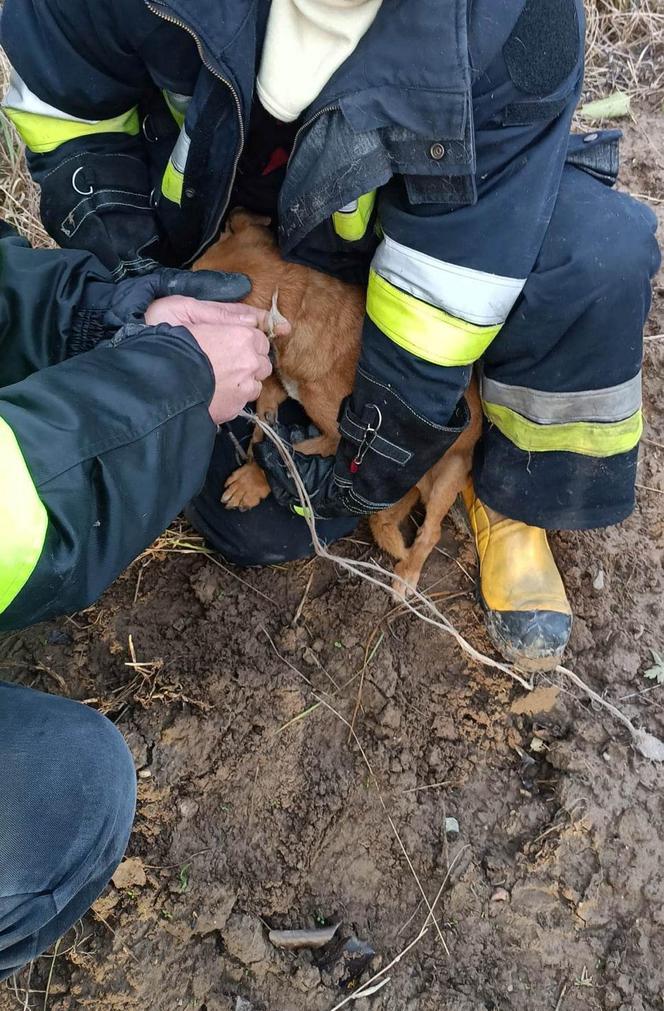  Związał psa i pozostawił w ciemnym bunkrze na pewną śmierć. Wstrząsające odkrycie na Mazowszu