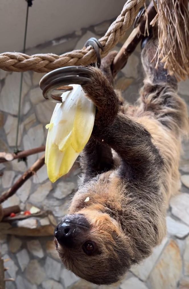 Leniwiec z ZOO Wrocław
