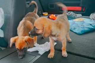 Pojechali na wakacje, uratowali pieski