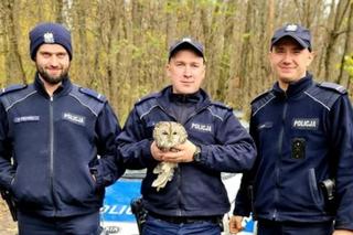 Policjanci z pow. lubelskiego nie wahali się ani chwili! Uratowali rannego puszczyka 