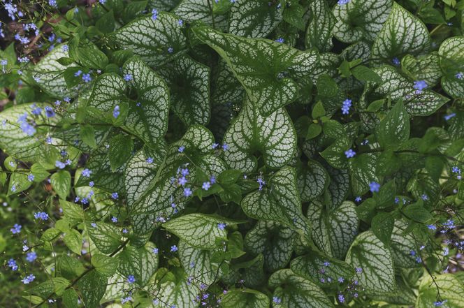 Brunnera wielkolistna