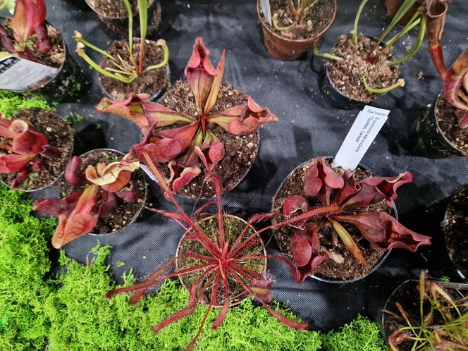 Egzotyczny świat zawitał do Bydgoszczy! ZooEgzotyka 2025 i Targi Akwarystyki przyciągnęły tłumy