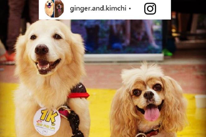Niewidomy pies ma... psa przewodnika! Wzruszająca historia Kimchi i Gingera