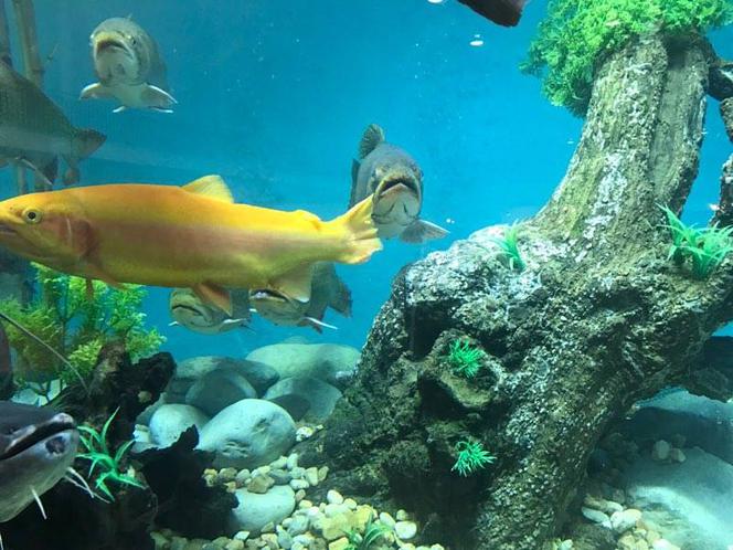 Gigantyczne akwarium na targach Rybomania 2017