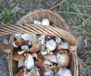 Grzyby w świętokrzyskim