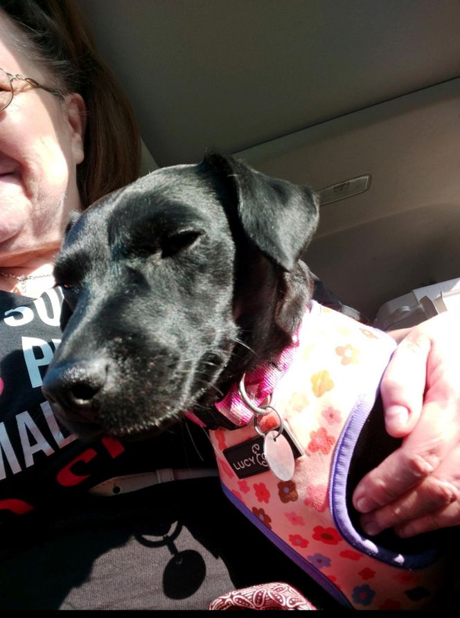 Polka oskarża PETA o kradzież psa