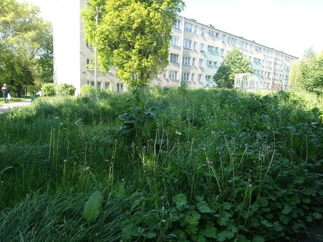 Witamy w dżungli, czyli w Bieńczycach: trawa do pasa i zarośnięte ławki