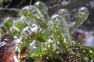 Takie cuda w Karkonoszach. Natura wystroiła rośliny w kryształowe bombki 