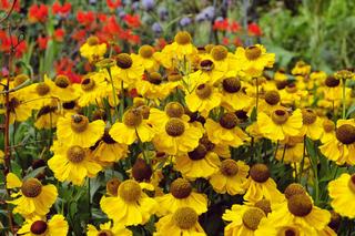 Dzielżan ogrodowy - Helenium hybridum