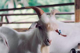 Miss koza! Nowa gwiazda sieci 