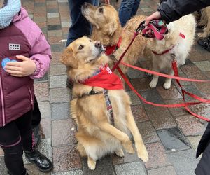 Golden Retriever WOŚP w Poznaniu