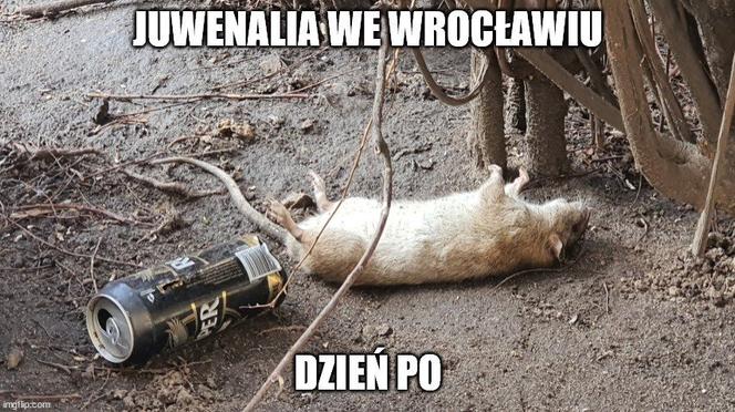 Szczury przejęły władzę nad Wrocławiem. Zobacz Najlepsze MEMY!