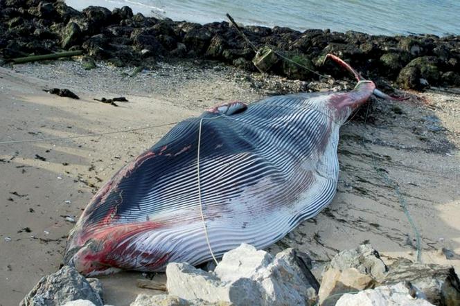 15-tonowy wieloryb utknął między skałami i konał na brzegu. Jak do tego doszło?
