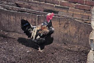 Bandyci ukradli staruszce 10 kur i koguta