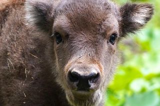 Gołuchów. Jakie imię dla małej żubrzycy?