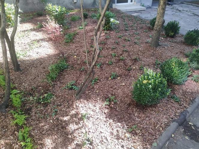 Ekologiczne rozwiązania w Łodzi. Niedługo rusza nabór wniosków do projektów
