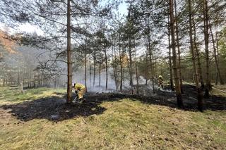 Pożar lasu