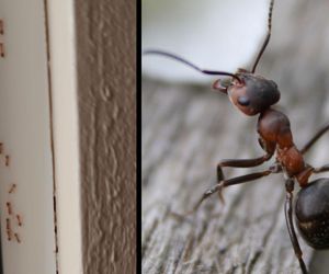 Plaga mrówek faraona w blokach. Są nawet w pralce i czajniku