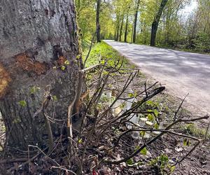 BMW roztrzaskało się na drzewie. 22-latka nie żyje