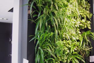 Ściana z roślin w domu skandynawskim