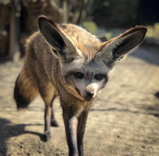 ALE CUDAK! Nowy mieszkaniec Śląskiego Ogrodu Zoologicznego [ZDJĘCIA]