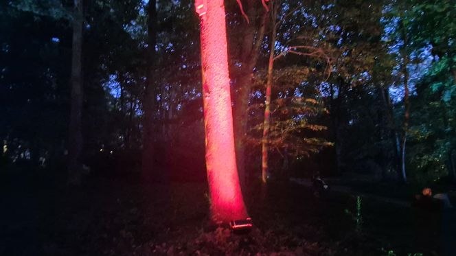 Olsztyn zamienił się w magiczną krainę. Park Świateł przyciągnął tłumy!