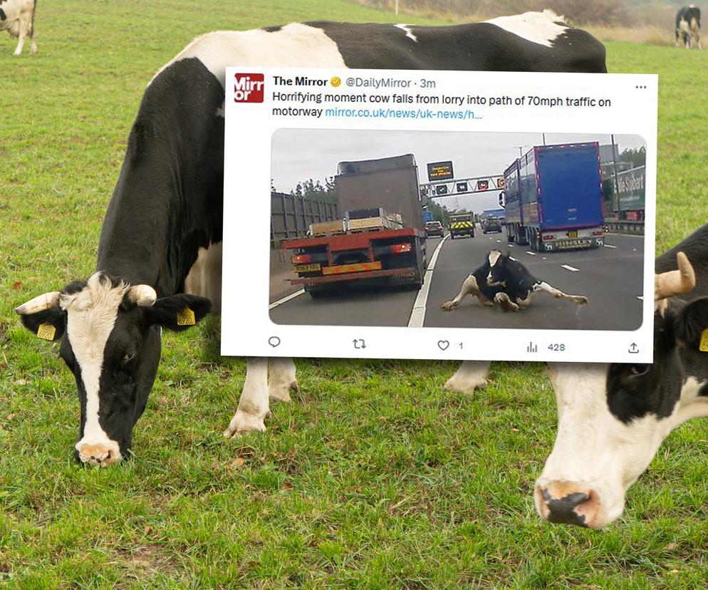 Krowa wypadła z pędzącej ciężarówki proso na autostradę. Wstrząsające nagranie!
