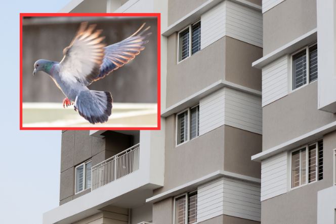 Co odstrasza gołębie na balkonie? Ten sposób jest niezawodny!