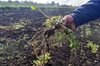 Rolnicy oszukani na nasionach