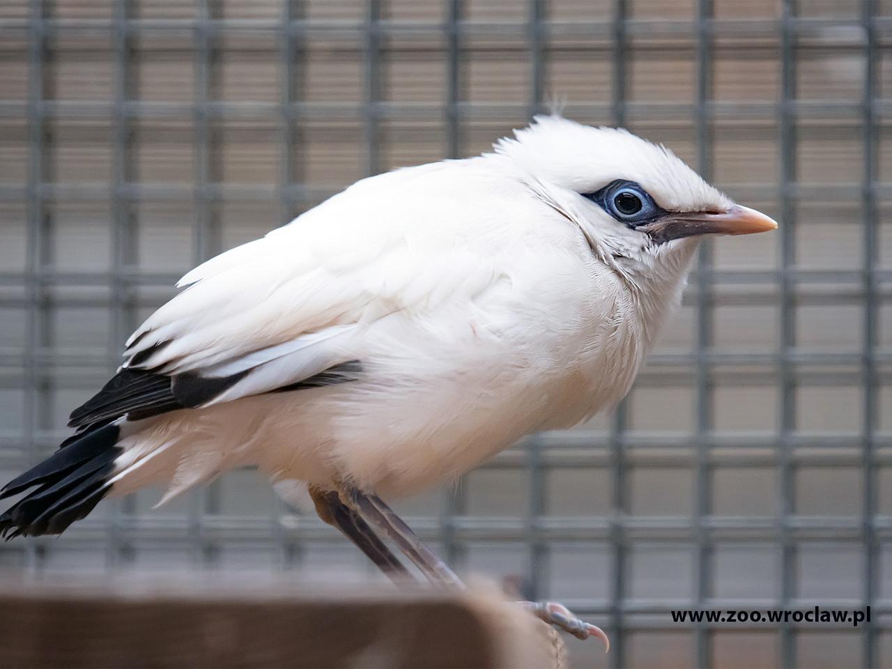 W zoo we Wrocławiu wykluły się szpaki balijskie. Co za piękne białe ptaki! [ZDJĘCIA]