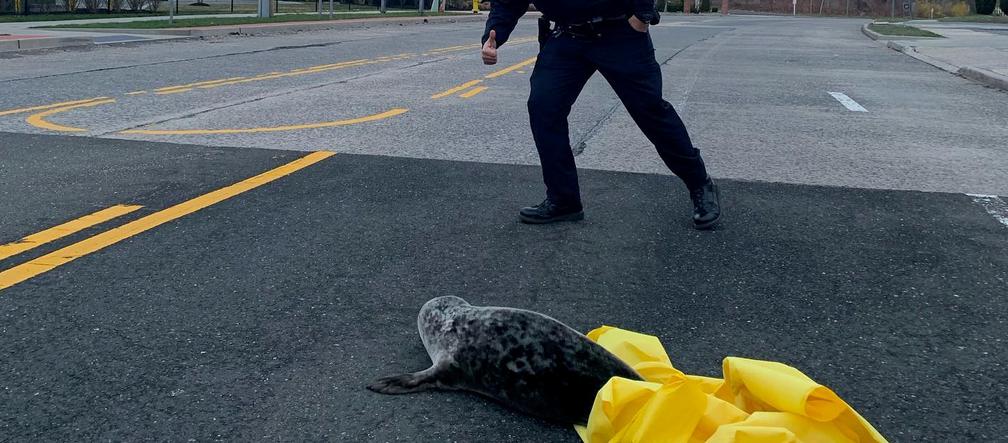 Wyskoczyła z zatoki żeby pozwiedzać