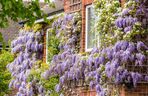 Wisteria