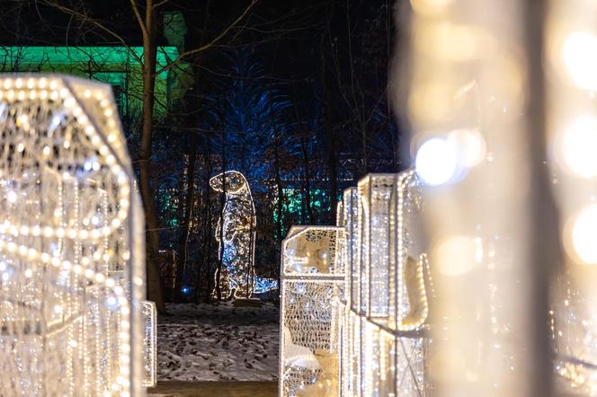 Królewski Ogród Światła - zobacz zdjęcia klimatycznych iluminacji w Warszawie