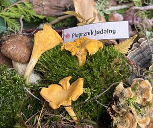Grzybowe święto w Lublinie. Plac Litewski zamienił się w las pełen grzybów.