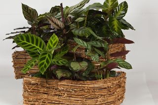 Dlaczego kalatei zasychają końcówki liści? Jak uratować roślinę? Radzi ekspert