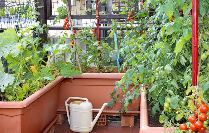 warzywa-na-balkonie