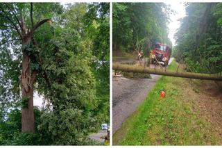 Wichura w warmińsko-mazurskim. Konar drzewa spadł na samochody, wiatr zerwał dach z budynku [ZDJĘCIA]