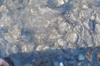 Setki zdechłych ryb, w tym gatunek chroniony. Wędkarze łowiący w Wiśle w okolicach Krakowa alarmują