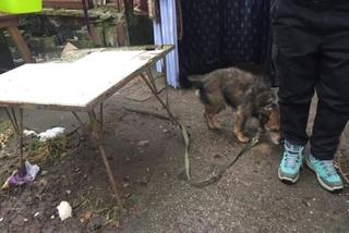Pies uwiązany do stołu na podwórzu, wyziębiony i bez wody. Zwierzęta przetrzymywane w fatalnych warunkach na posesji w Sopocie uratowali strażnicy miejscy
