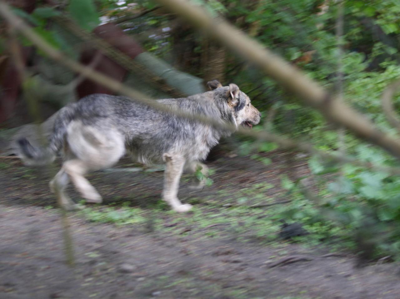 Psy rozszarpały człowieka na wózku