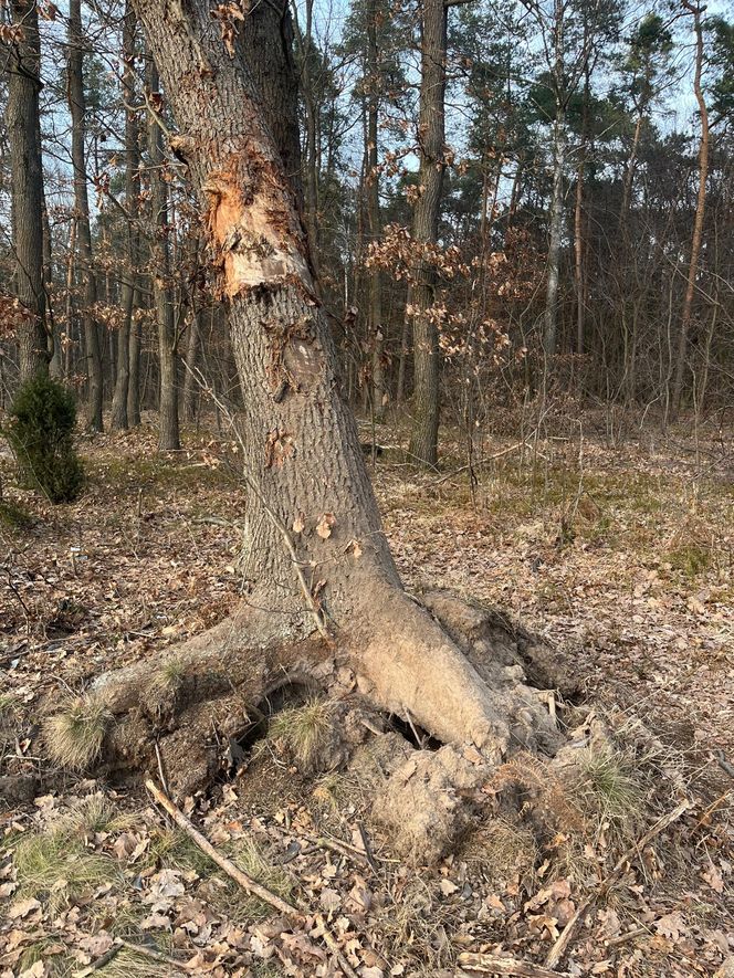  Lubelskie. Żołnierz zginął w tragicznym wypadku. Mariusz miał 32 lata. "Pozostaniesz w naszej pamięci"