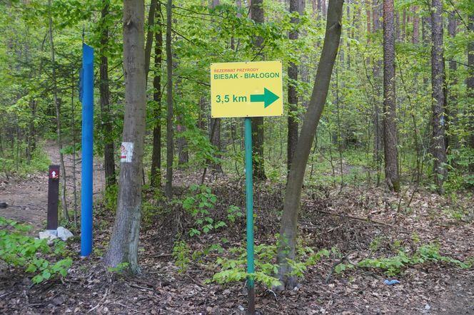 Góra Pierścienica w Kielcach i okolice